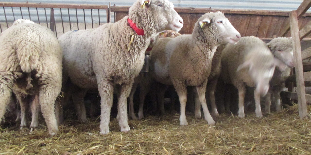 RéVABio – Améliorer le taux de commercialisation des agneaux