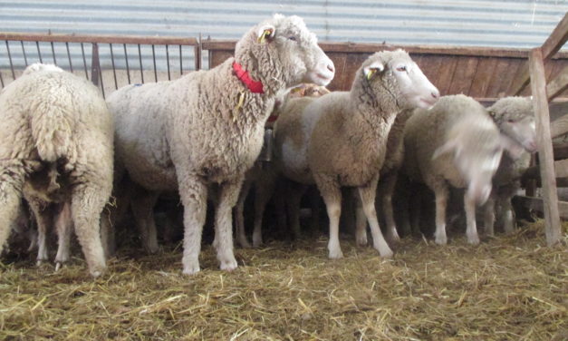 RéVABio – Améliorer le taux de commercialisation des agneaux