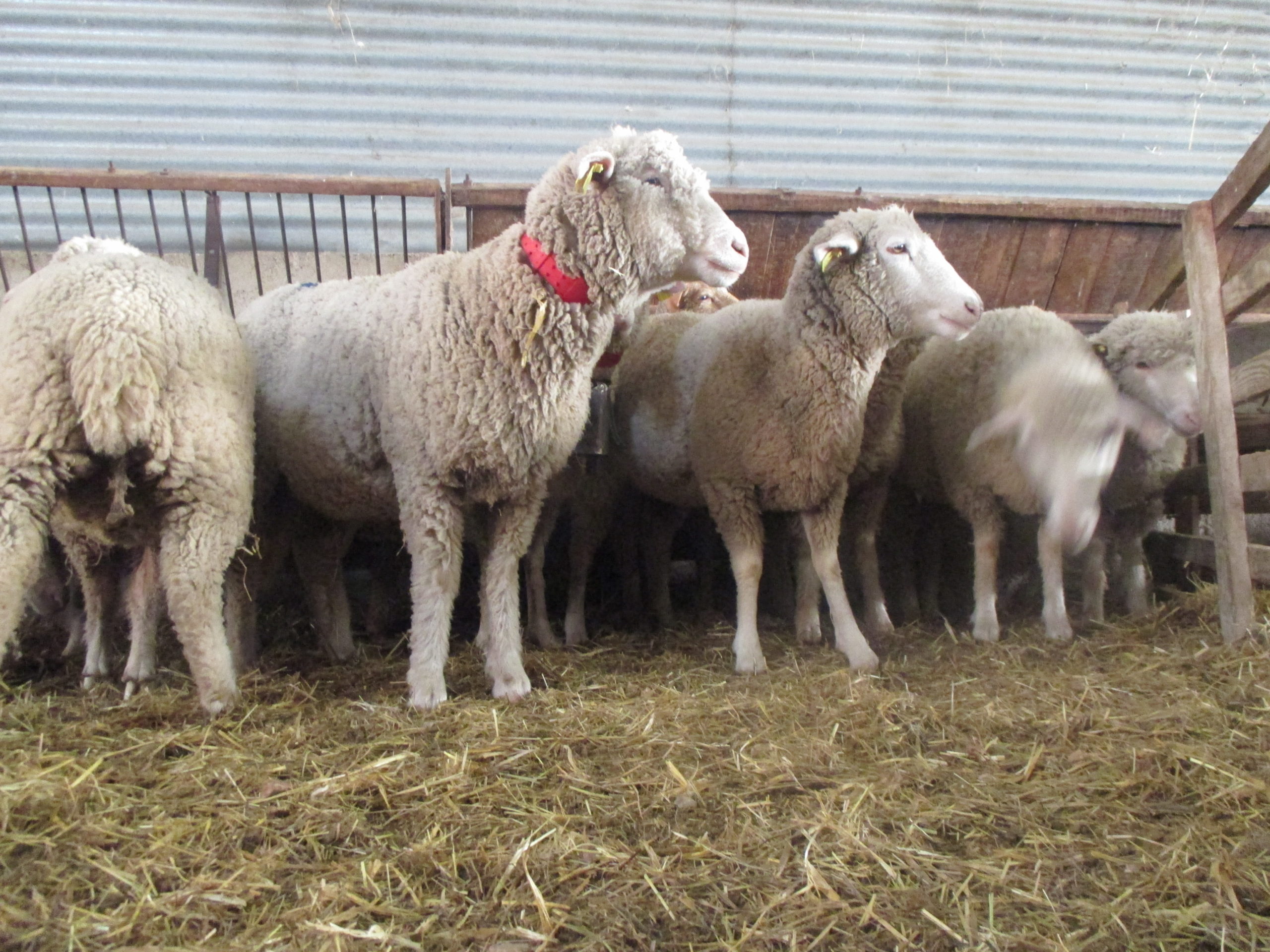 Formation ADEAR De la Drôme: Valorisation de la laine