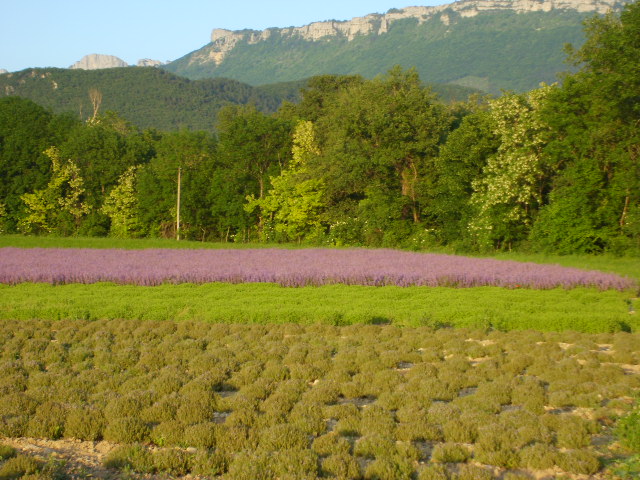 Flyer de Prévention du mal-être Agricole. Numéro utiles – MSA