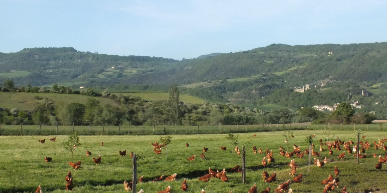 Restitutions de l’expérimentation biosécurité en élevages Porcins et Avicoles Plein Air