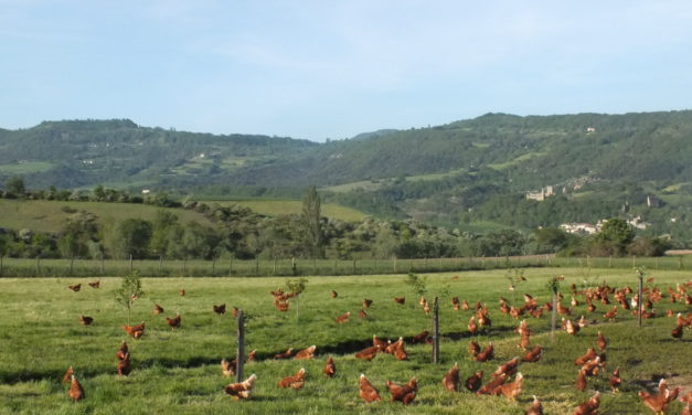Restitutions de l’expérimentation biosécurité en élevages Porcins et Avicoles Plein Air