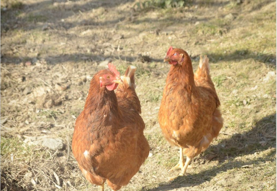 Recherche salarié.e en agriculture : élevage de volailles