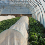 Réussir ses cultures primeur (sous abri froid)