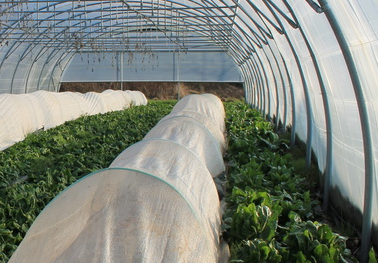 Réussir ses cultures primeur (sous abri froid)