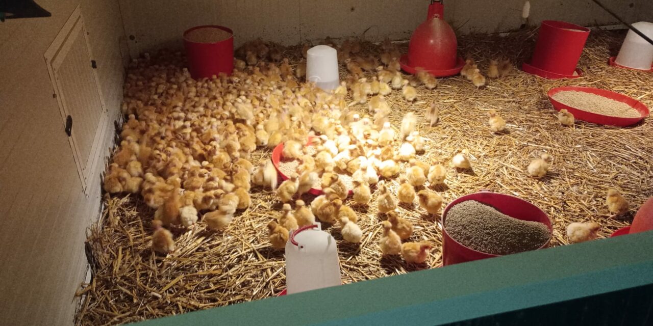 Poulette Bio – 2 Webinaires Techniques