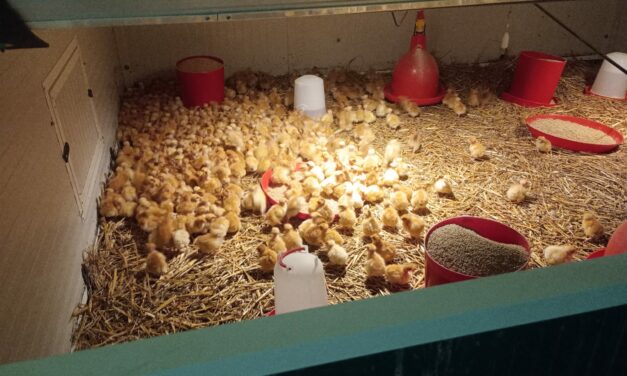 Poulette Bio – 2 Webinaires Techniques