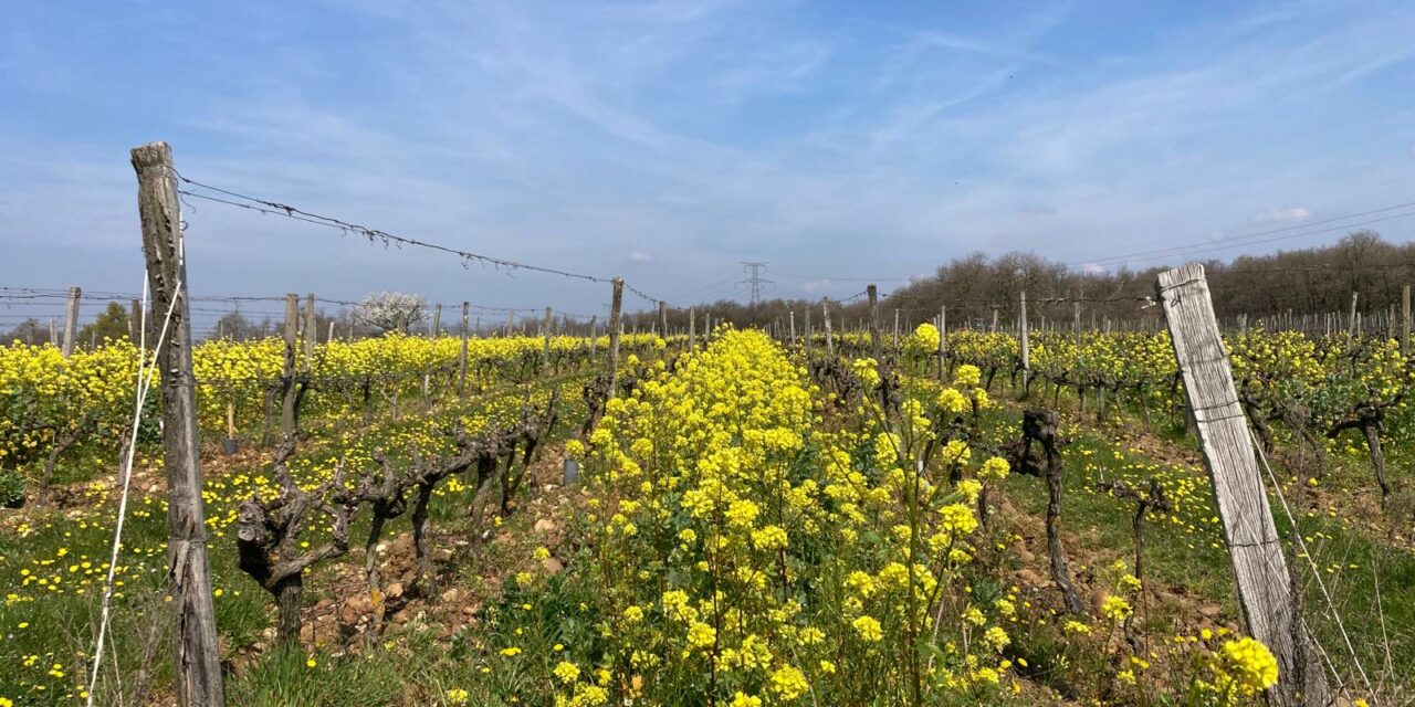 [Enquête] L&rsquo;utilisation des huiles essentielles en viticulture