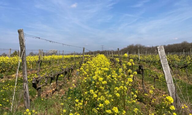 [Enquête] L&rsquo;utilisation des huiles essentielles en viticulture