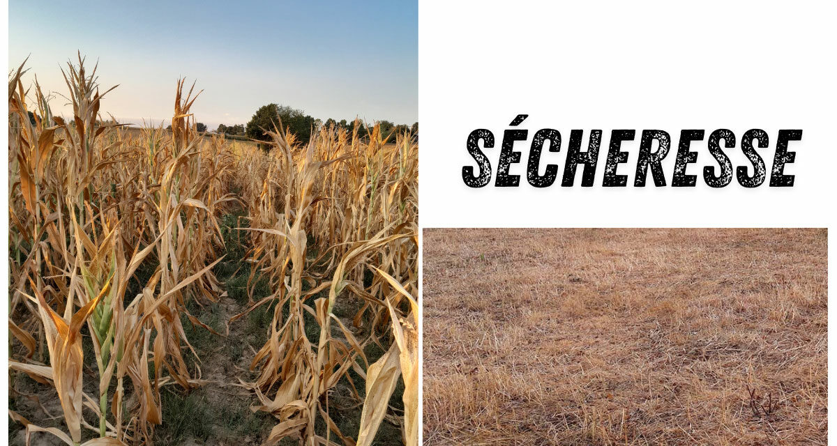 Signalement pertes de récolte suite à un aléa climatique (gel, sècheresse, grèle, …)